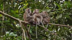 Kebun Milik Warga Dusun Jahiyang Desa Jahiyang Kecamatan Salawu Diserbu Ratusan Kawanan Monyet Yang Lapar